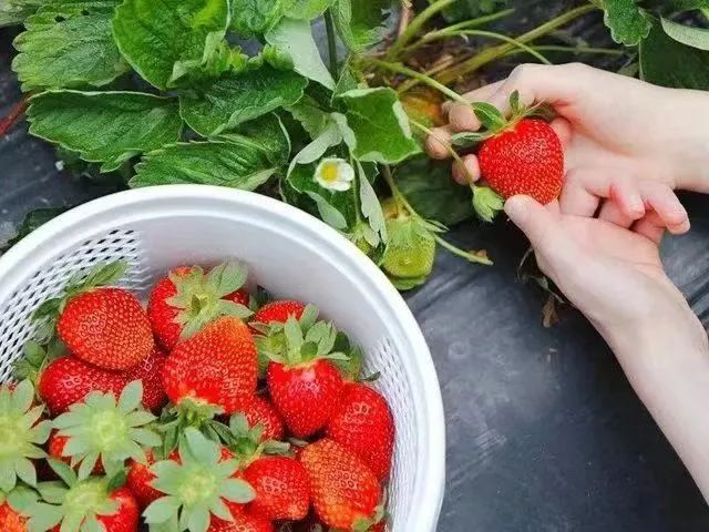 港澳宝典正版资料与钢城区棋山国家森林公园携手合作助力乡村振兴